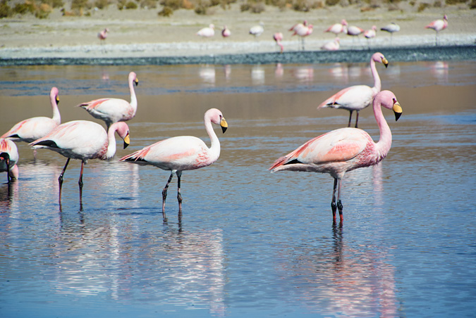 Фламинго в laguna Canapa