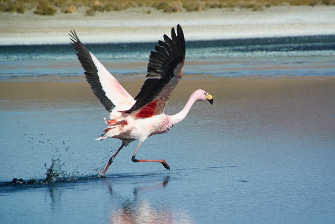 Взлетающий фламинго, laguna Canapa