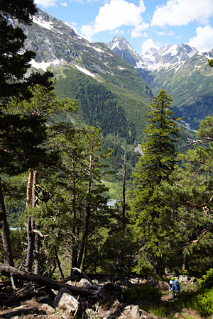 Лес на Кавказе