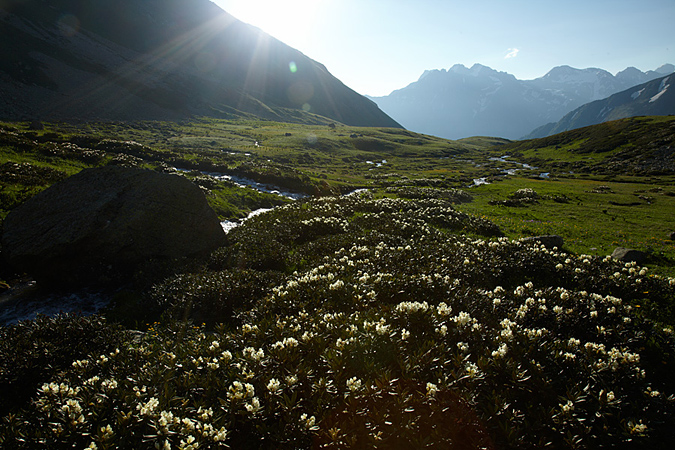 Цветущий рододендрон на Кавказе