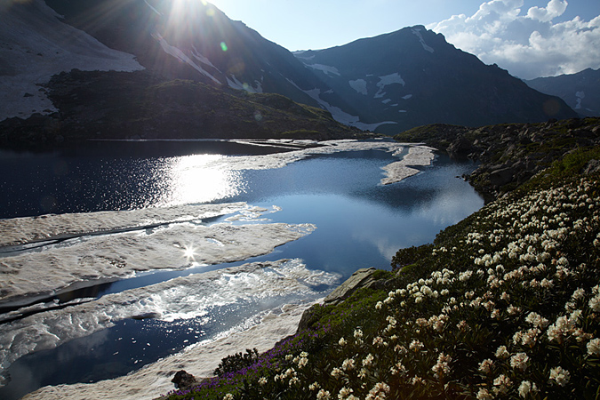 Рододендрон возле озера Семицветного на Кавказе