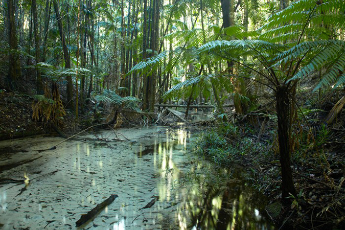 ручей в тропическом лесу
