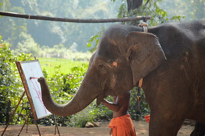 Шоу слонов в Гоа