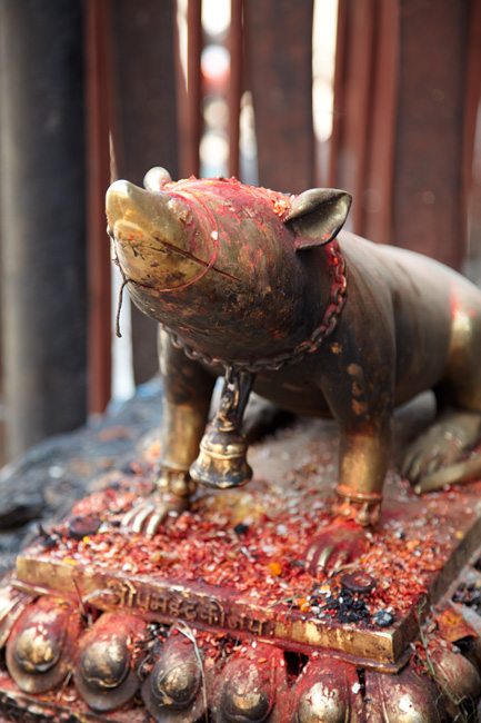 непал, катманду, священная свинья