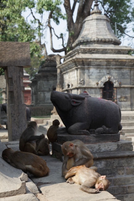 непал, катманду, Pashupatinath, буйвол, обезьяны
