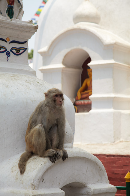 непал, катманду, обезьяна в храме