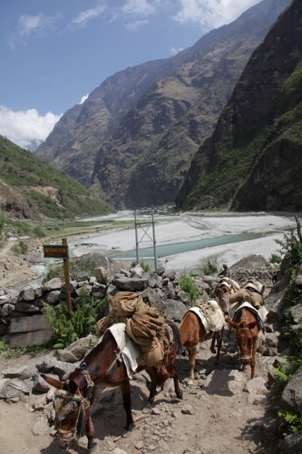 караван мулов с поклажей, непал
