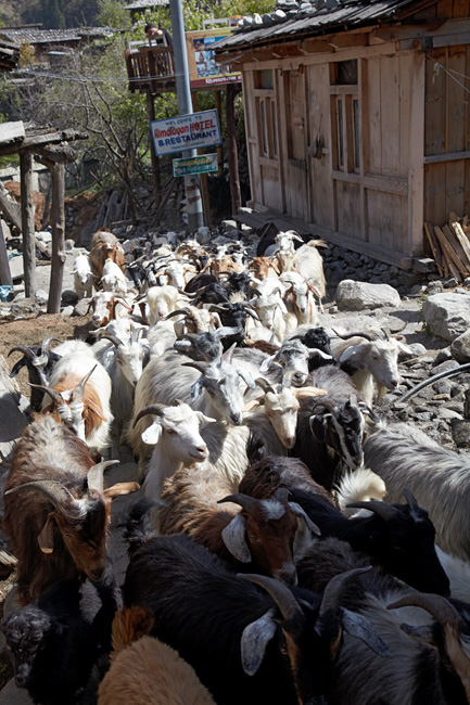 стадо коз на улице деревни, Непал