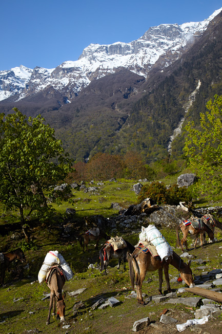 стадо ослов в горах, Непал