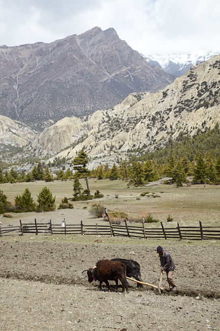 непальцы пашут поле на быках