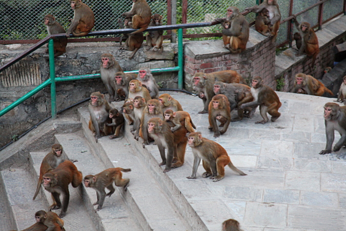 Непал, обезьяны в храме