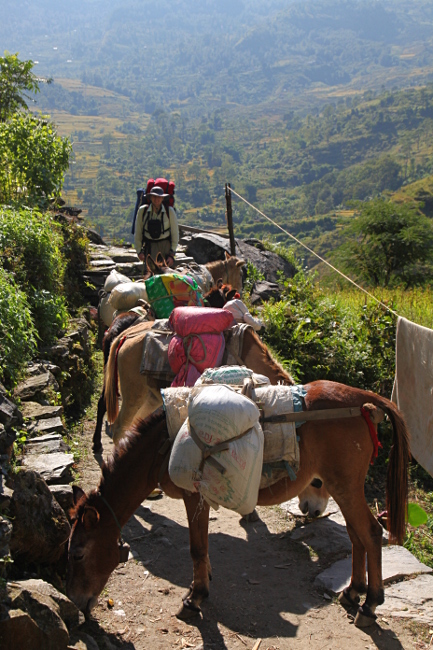Непал, Дхаулагири трек, караван мулов