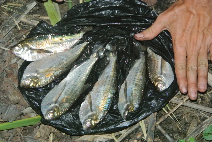 амазонские рыбы
