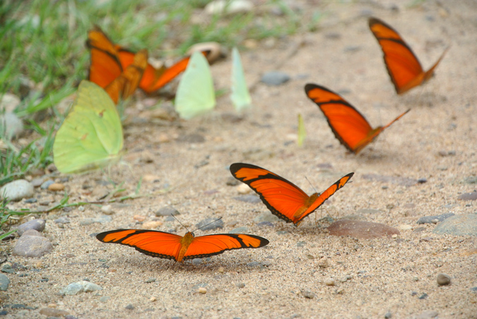 Бабочки, река Укаяли, Перу