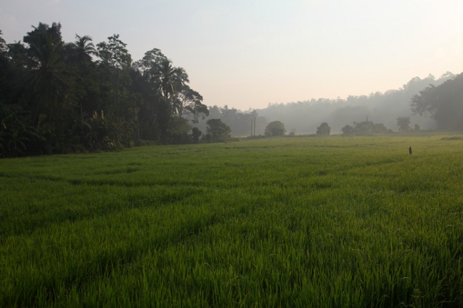 рисовое поле на Шри Ланке