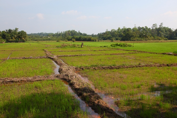 рисовое поле на Шри Ланке