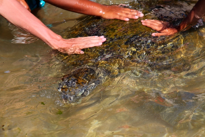 Морская черепаха в Хиккадуве, Шри Ланка