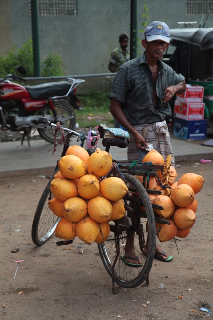 кокосы на велосипеде, Шри-Ланка