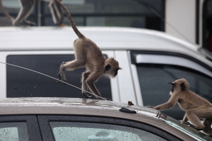 обезьяны играют на автомобиле, Шри-Ланка