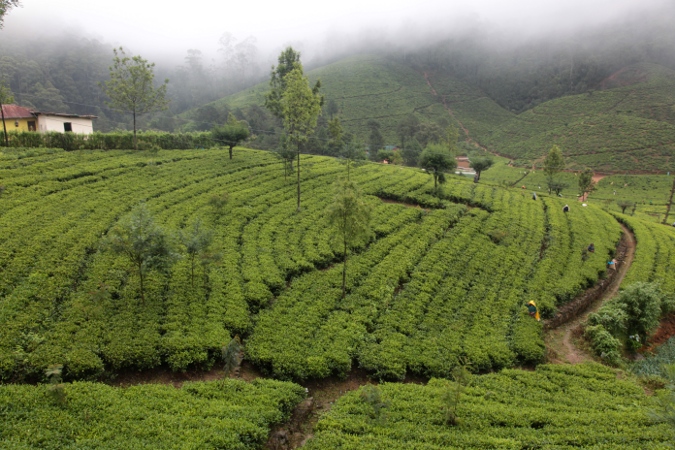 чайные плантации, Nuwara Eliya, Шри-Ланка