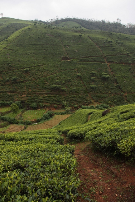 чай на плантации, Шри-Ланка