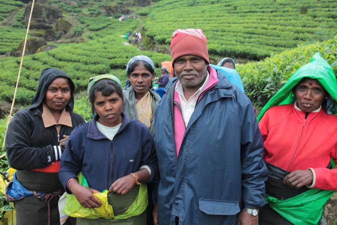 бригада по сбору чая, Шри-Ланка