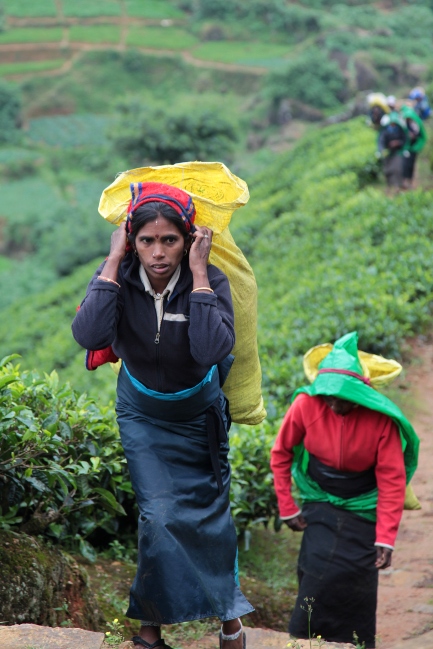женщины несут мешки с чаем, Шри-Ланка