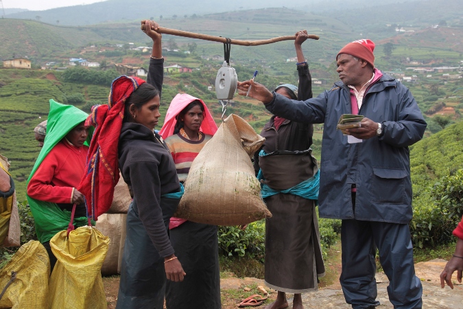 взвешивание чая на плантации на Шри-Ланке