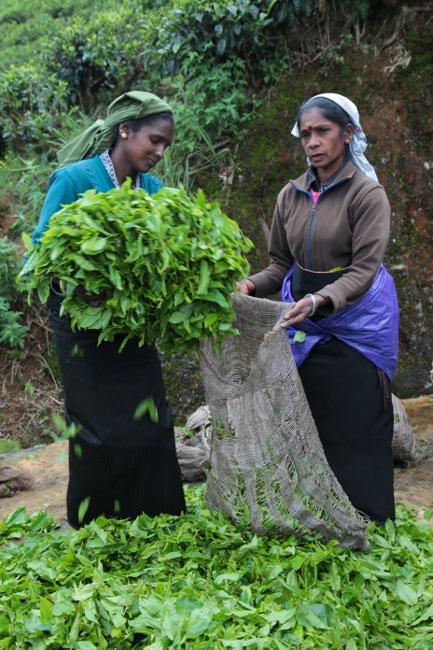 процесс сбора цейлонского чая на Шри-Ланке