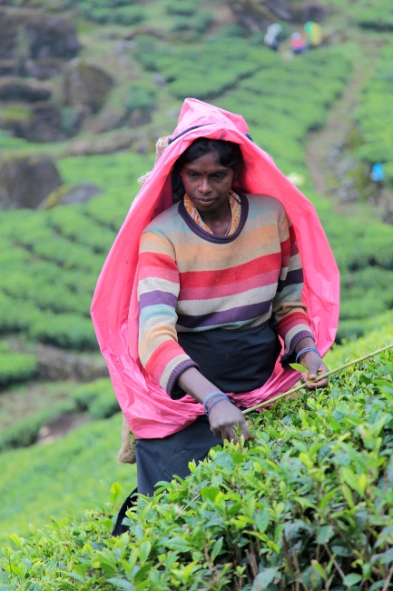 сборщца чая, Шри-Ланка