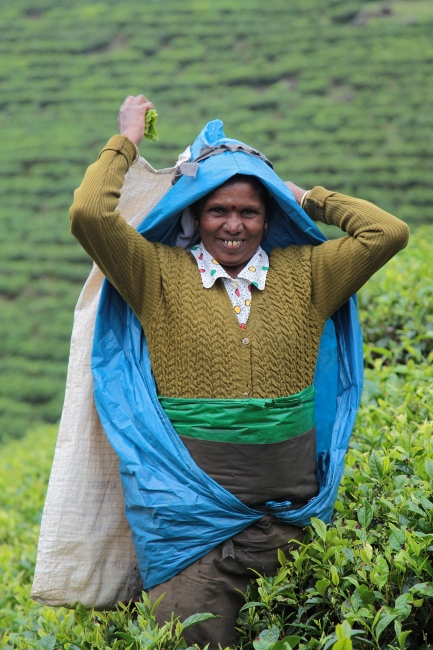 процесс сбора чая на Шри-Ланке