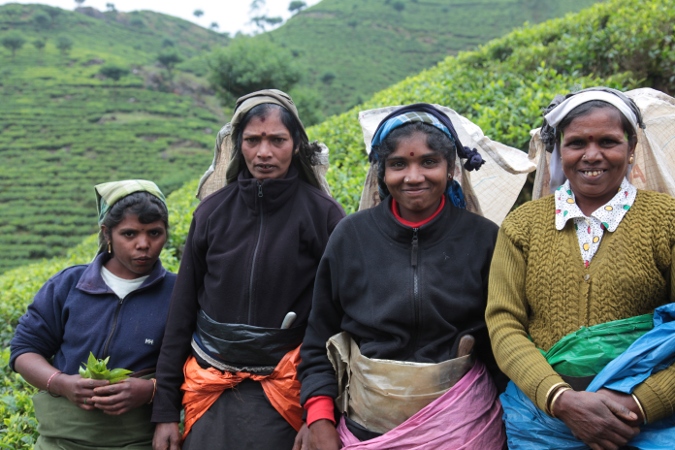 сборщцы чая, Шри-Ланка