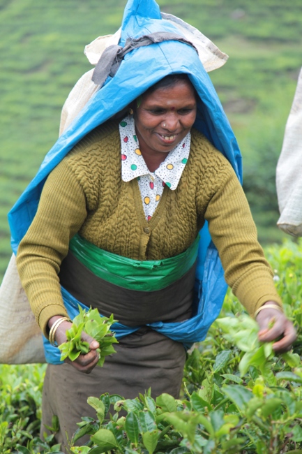 процесс сбора чая на Шри-Ланке