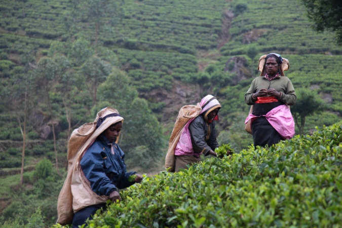женщины собирают чай, Шри-Ланка