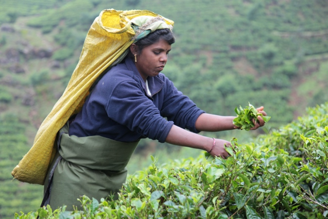 сбор чая на Шри-Ланке