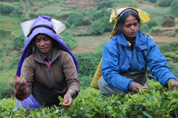 тамильски сборщицы чая на Цейлоне