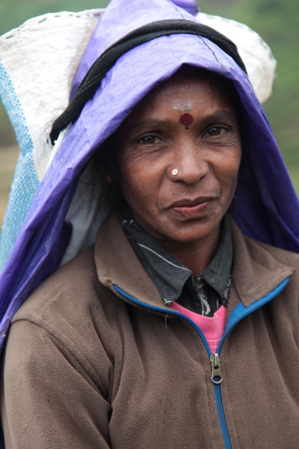 портрет тамильской сборщцы чая, Шри-Ланка