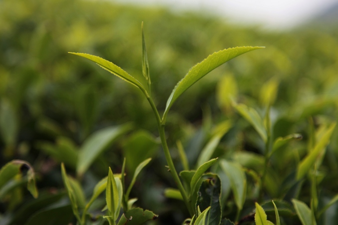 чай на плантации, Шри-Ланка