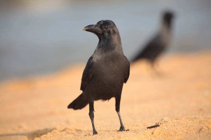ворона на пляже Шри-Ланки