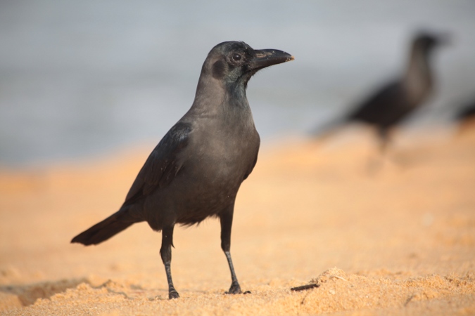 ворона на пляже острова Цейлон