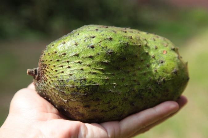 тропический фрукт на Шри-Ланке