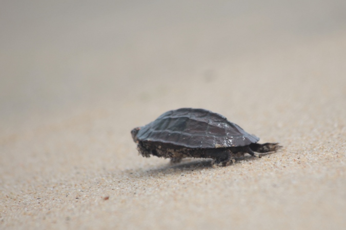 черепаха бежит к морю