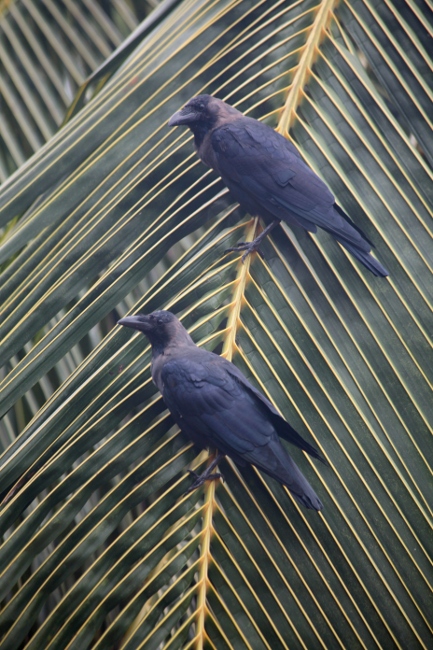 Шри-Ланка вороны на пальме