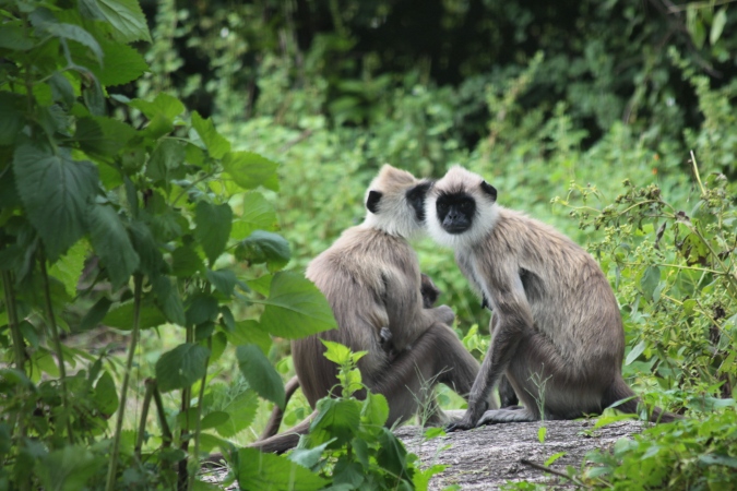 семейство обезьян на Шри-Ланке