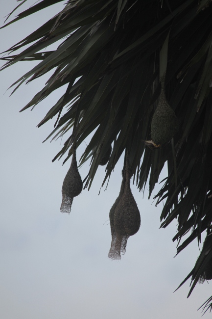 гнезда ткачиков на пальме