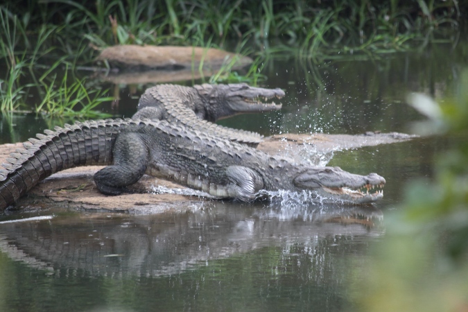 крокодилы бегут в воду