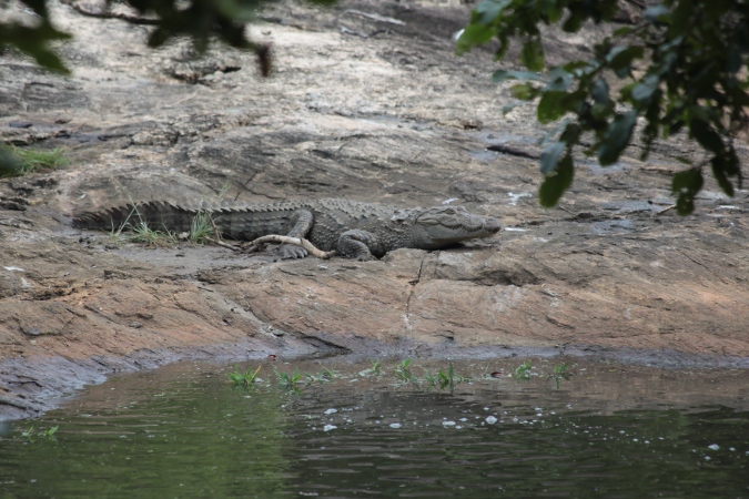 крокодил в озере на Шри-Ланке