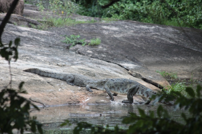 крокодил на камне