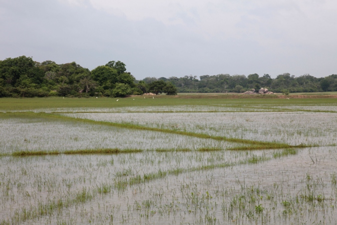 рисовое поле на Шри-Ланке