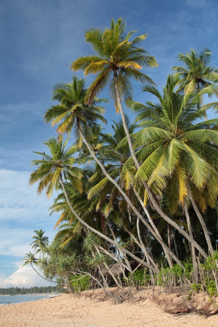 кокосовые пальмы на берегу океана, Тангалле, Шри-Ланка